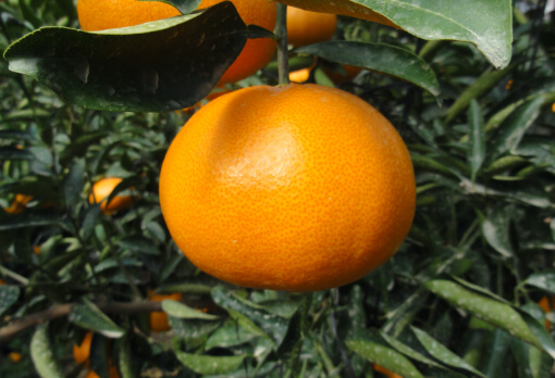 Japanese Orange – Let me introduce my beautiful Prefecture to you.