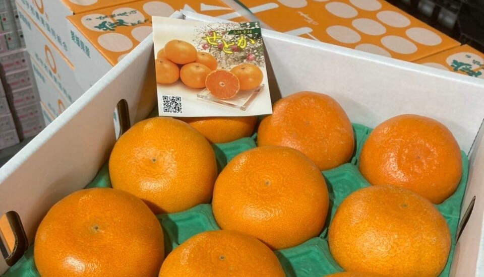 Japanese Orange – Let me introduce my beautiful Prefecture to you.